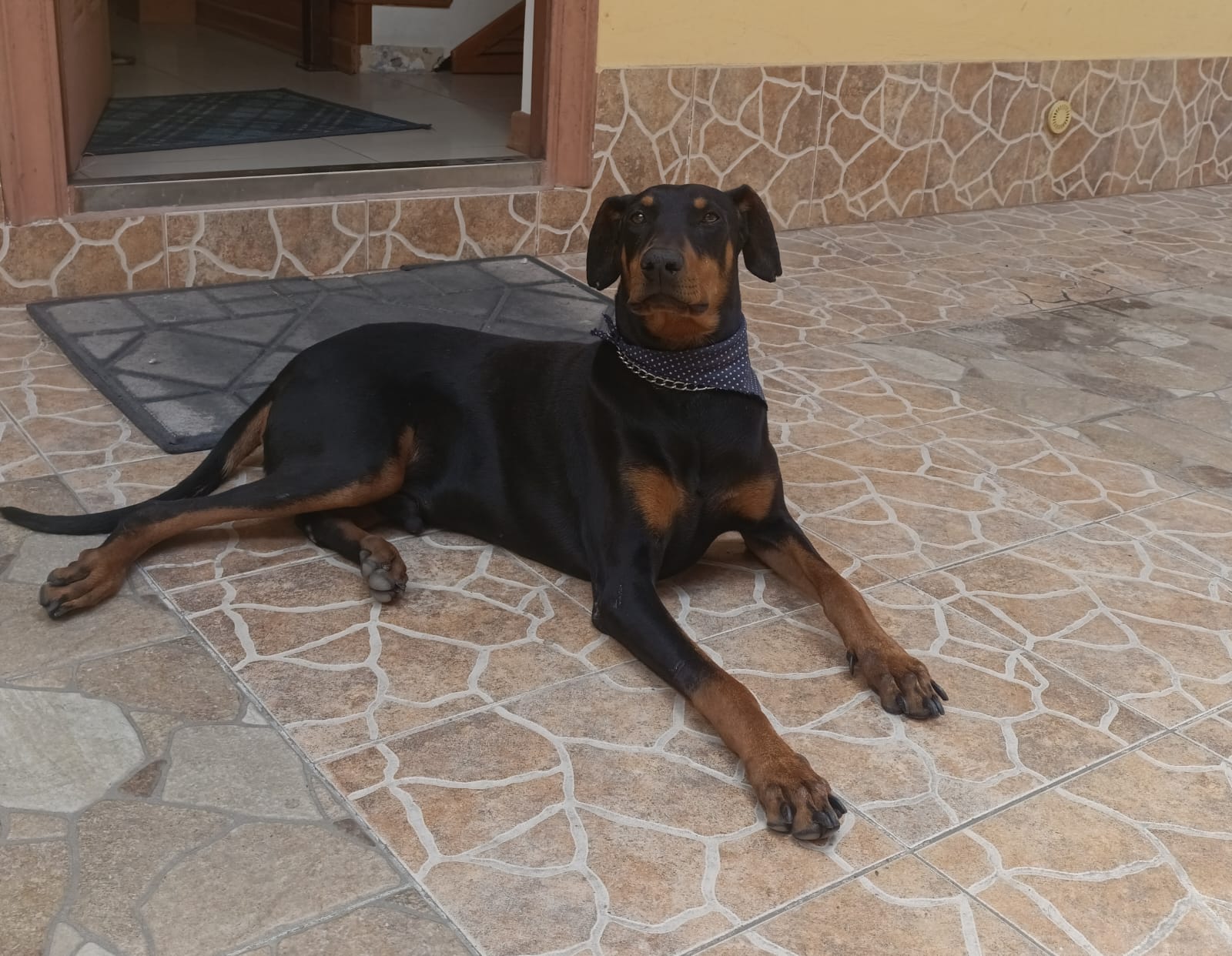 Clientes CCVET SaludAnimal